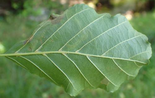 Agromyza alnivora